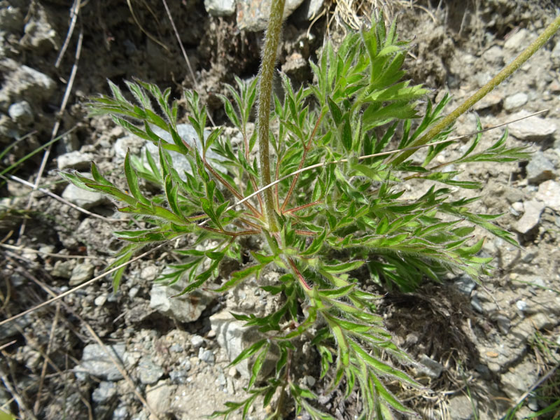 Pulsatilla alpina subsp. apiifolia - Ranunculaceae